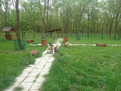 Allatsimogato 1 20211108 1937348010 400x300 C